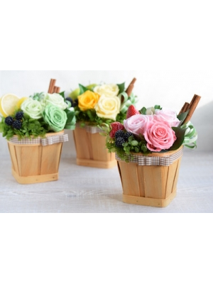 Allish〈アリーシュ〉